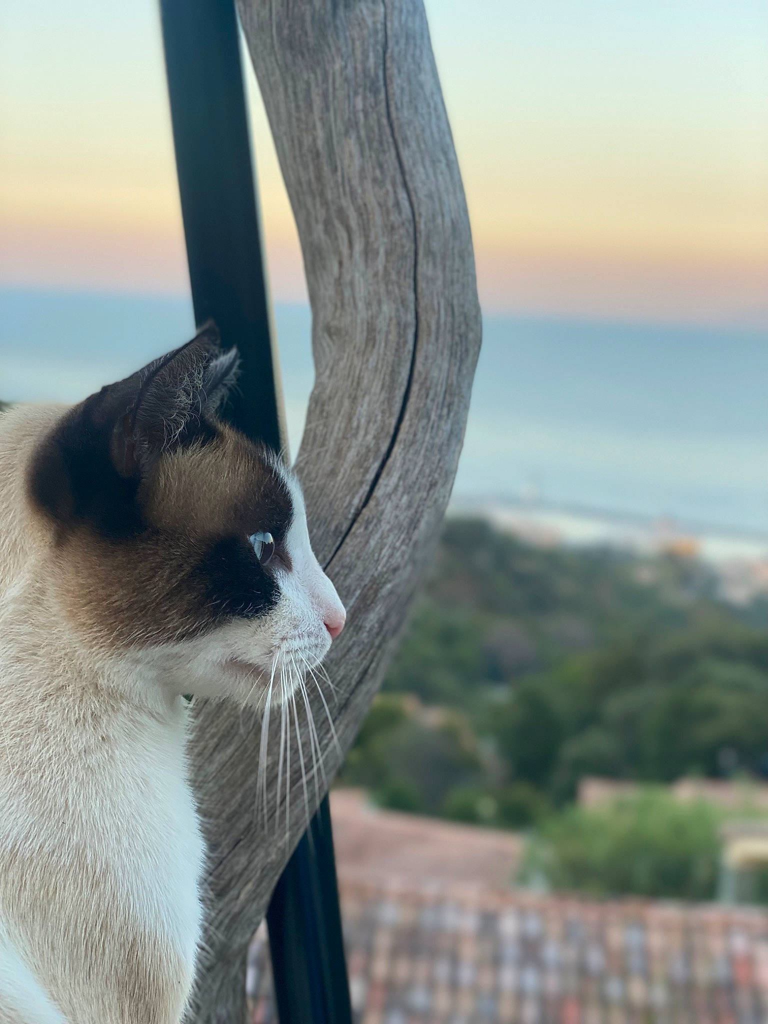 Regliss a rejoint le concours — aidez-le/la à gagner de superbes lots ! carnivore, cat, domestic_short_haired_cat, eye, fawn, felidae, fur, grass, human_leg, plant, sitting, sky, small_to_medium_sized_cats, snout, tail, tree, trunk, whiskers, wood