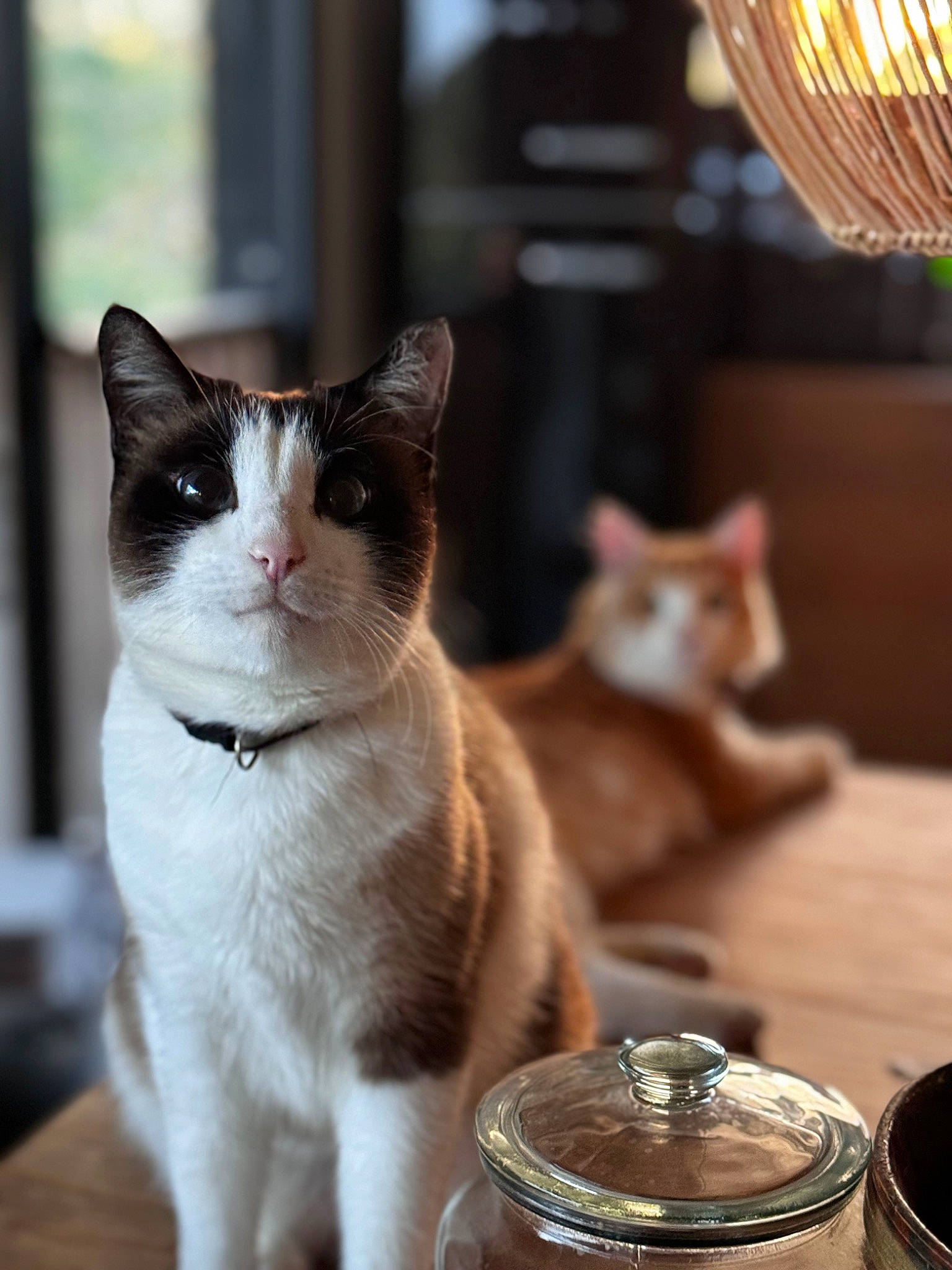 Regliss participe au concours pour gagner de l'argent avec cette photo : carnivore, cat, curtain, domestic_short_haired_cat, fawn, felidae, fur, mammal, pet_supply, plant, small_to_medium_sized_cats, snout, tail, vertebrate, whiskers, window, window_treatment, wood