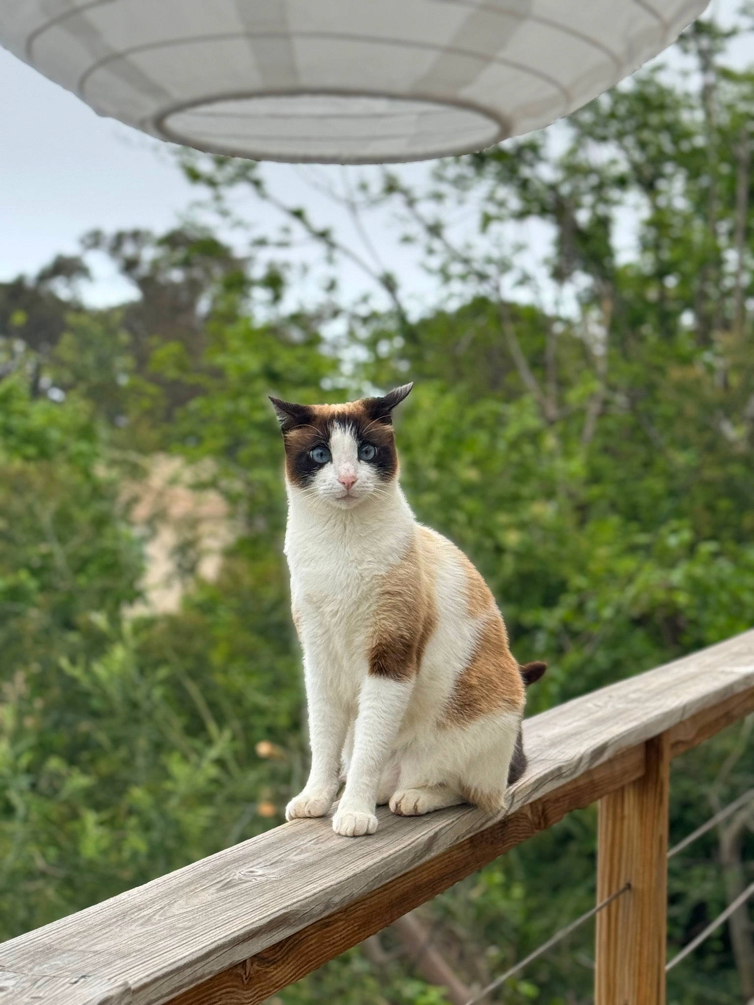 Regliss participe au concours pour gagner de l'argent avec cette photo : art, carnivore, cat, domestic_short_haired_cat, fawn, felidae, fur, grass, plant, shade, sitting, sky, small_to_medium_sized_cats, snout, tail, terrestrial_animal, tree, whiskers, wildlife, wood