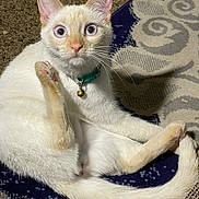 Delilah joined the competition — help win amazing prizes! cat, cream_colored, blue_eyes, collar, bell, grooming, raised_leg, fur, whiskers, indoor, rug, patterned_rug, pet, animal, curious, alert, sitting, tail, paw, closeup