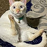 cat, cream_colored, blue_eyes, collar, bell, grooming, raised_leg, fur, whiskers, indoor, rug, patterned_rug, pet, animal, curious, alert, sitting, tail, paw, closeup