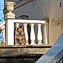 Yoio a rejoint le concours — aidez-le/la à gagner de superbes lots ! animal, architecture, balustrade, building, daytime, dog, fluffy, guard, mansion, outdoor, pet, railing, shadow, small_dog, stairs, stone, sunlight, tree, vase, wall