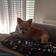 Yoio participe au concours pour gagner de l'argent avec cette photo : animal, blinds, canine, couch, cozy, curtains, dog, fluffy, fur, home, indoor, natural_light, patterned_pillow, pet, pillow, relaxing, resting, small_dog, soft_light, window