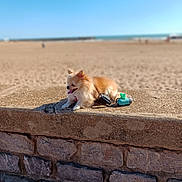 Yoio participe au concours pour gagner de l'argent avec cette photo : dog, chihuahua, small_dog, beach, stone_wall, sunny, outdoor, tongue_out, happy, pet, animal, blurred_background, sky, sand, seaside, leash_container, resting, daytime, closeup, canine