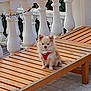 Yoio a rejoint le concours — aidez-le/la à gagner de superbes lots ! dog, small_dog, fluffy, outdoor, bench, wooden_bench, balustrade, white_balustrade, harness, red_harness, pet, animal, calm, sitting, patio, floor_tiles, daylight, nature, cute, fence