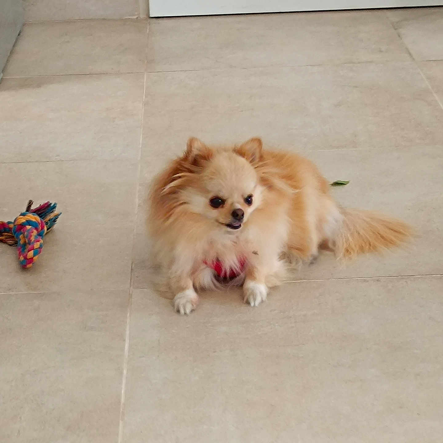 Yoio participe au concours pour gagner de l'argent avec cette photo : alert, animal, canine, companion, cream_colored, cute, dog, domestic, floor, fluffy, indoor, light_brown, long_fur, lying_down, pet, rope_toy, small_dog, tile_floor, tongue_out, toy