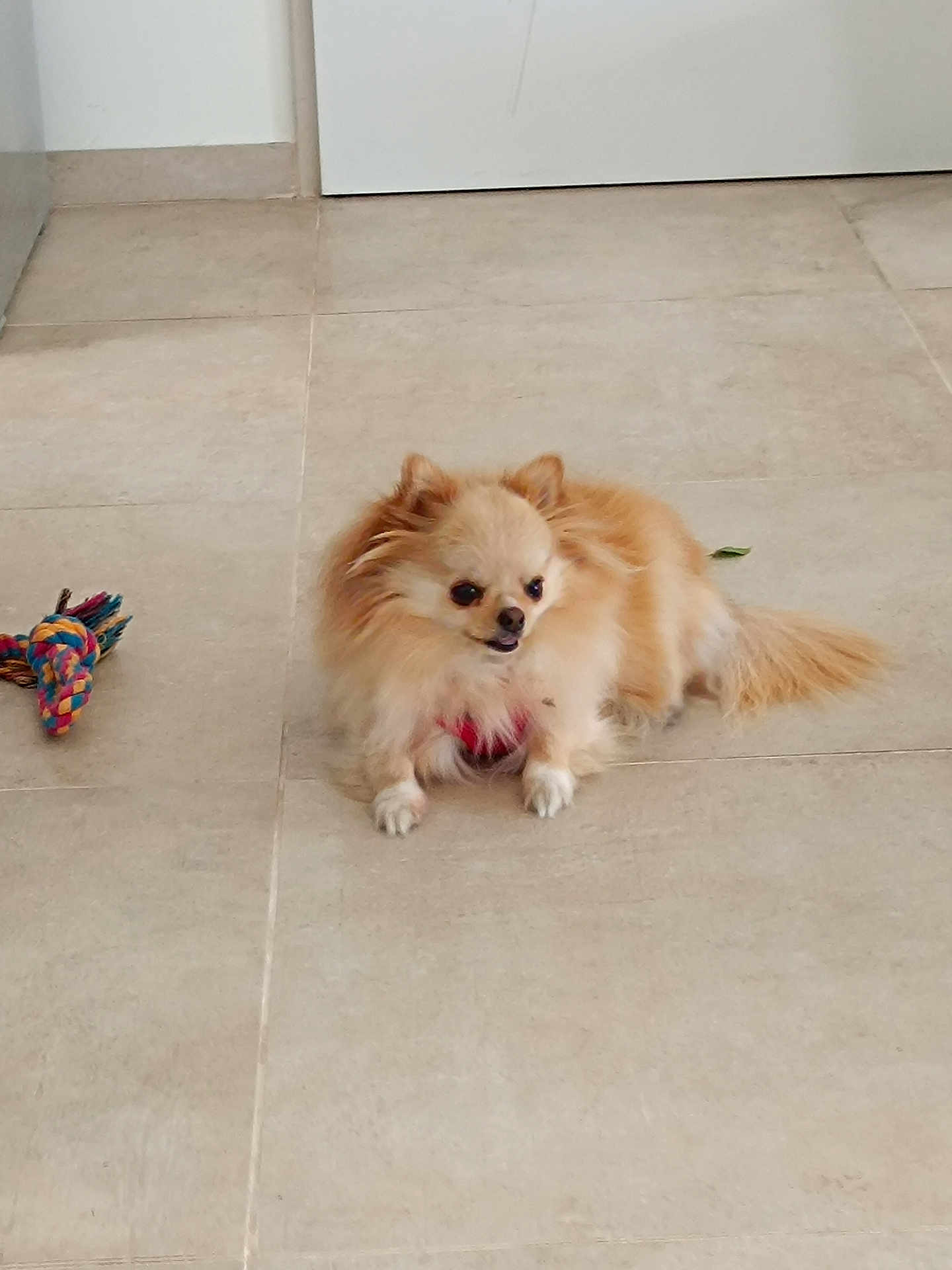 Yoio participe au concours pour gagner de l'argent avec cette photo : dog, small_dog, fluffy, indoor, tile_floor, toy, rope_toy, pet, animal, cute, alert, light_brown, cream_colored, long_fur, lying_down, tongue_out, domestic, companion, canine, floor