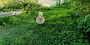 Yoio participe au concours pour gagner de l'argent avec cette photo : dog, small_dog, fluffy, outdoor, garden, greenery, bench, foliage, sunlight, path, nature, grass, leafy, pet, cute, walking, daylight, animal, scenic, rural