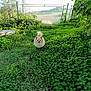 dog, small_dog, fluffy, outdoor, garden, greenery, bench, foliage, sunlight, path, nature, grass, leafy, pet, cute, walking, daylight, animal, scenic, rural