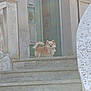alert, animal, architecture, canine, curious, daylight, dog, door_knocker, fence, fluffy, green_door, old_building, outdoor, pet, small_dog, stairs, stone_steps, sunlight, vintage, weathered