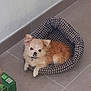Yoio a rejoint le concours — aidez-le/la à gagner de superbes lots ! dog, small_dog, pet_bed, checkered_pattern, floor, tile_floor, indoor, animal, fur, brown_fur, white_fur, collar, bell, looking_up, curious, resting, companion, cute, domestic_pet, home