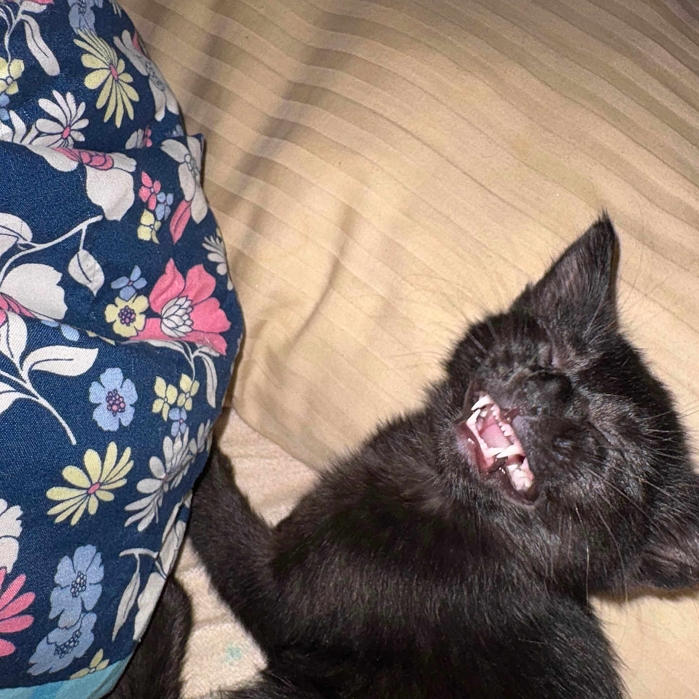 Gatorade is registered to the contest to win money with this photo: black_cat, kitten, teeth, yawning, bed, blanket, floral_pattern, fabric, indoor, pet, cute, feline, animal, sleeping, resting, closeup, fur, whiskers, mouth, ears