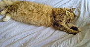Mimine a rejoint le concours — aidez-le/la à gagner de superbes lots ! animal, bed, cat, cozy, cute, feline, fluffy, fur, indoor, nap, paw, peaceful, pet, relaxed, resting, sleeping, stretched_out, tabby, whiskers, white_bedspread