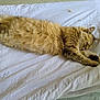animal, bed, cat, cozy, cute, feline, fluffy, fur, indoor, nap, paw, peaceful, pet, relaxed, resting, sleeping, stretched_out, tabby, whiskers, white_bedspread