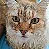 animal, cat, close_up, curious, cute, domestic_animal, face, feline, fluffy, fur, green_eyes, indoor, long_hair, looking_at_camera, mammal, pet, portrait, soft, tabby, whiskers