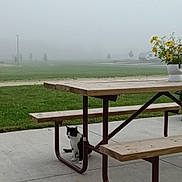 Abby is registered to the contest to win money with this photo: bench, black_and_white_cat, calm, cat, concrete, flower_vase, fog, grass, metal_frame, mist, morning, nature, outdoor, park, peaceful, picnic_table, quiet, solitude, wood, yellow_flowers
