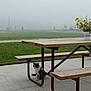 bench, black_and_white_cat, calm, cat, concrete, flower_vase, fog, grass, metal_frame, mist, morning, nature, outdoor, park, peaceful, picnic_table, quiet, solitude, wood, yellow_flowers