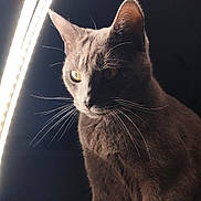 Pilou a rejoint le concours — aidez-le/la à gagner de superbes lots ! animal, cat, closeup, curved_light, dark_background, domestic_cat, ears, eyes, face, feline, fur, gray_cat, indoor, led_light, lighting, majestic, mystery, pet, portrait, whiskers