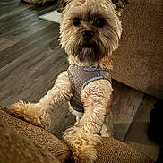 Peanut joined the competition — help win amazing prizes! dog, small_dog, puppy, fur, cute, pet, indoor, harness, couch, brown, wooden_floor, dog_bed, curious, standing, paws, animal, companion, furry, looking, cozy