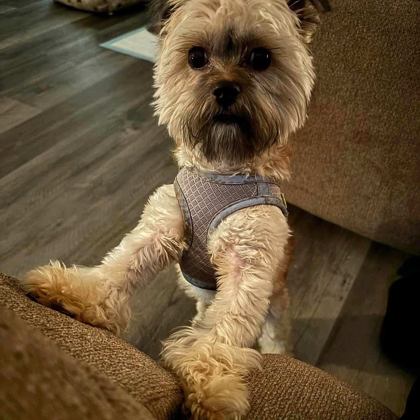 Peanut joined the competition — help win amazing prizes! dog, small_dog, puppy, fur, cute, pet, indoor, harness, couch, brown, wooden_floor, dog_bed, curious, standing, paws, animal, companion, furry, looking, cozy