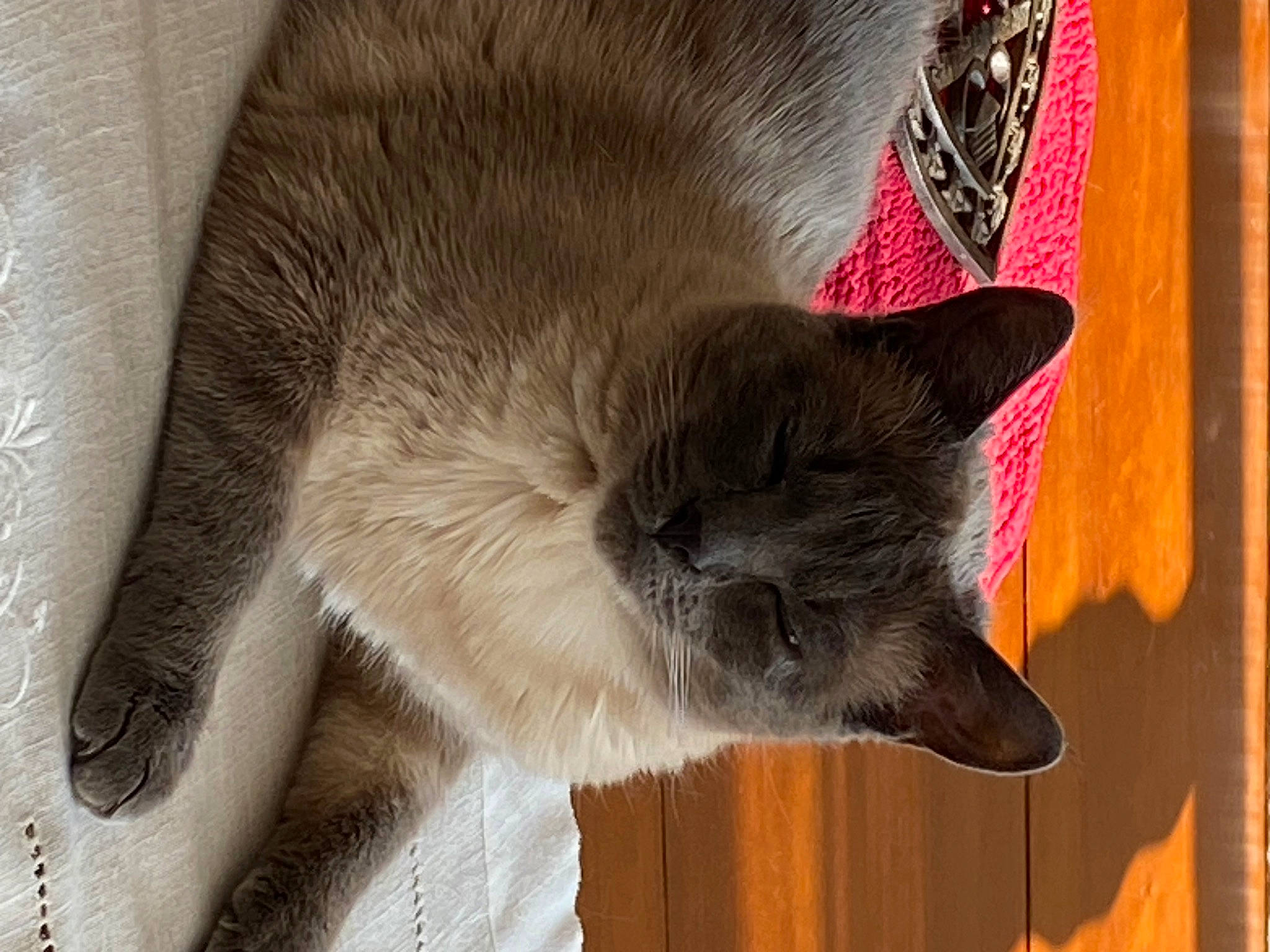 Popy a rejoint le concours — aidez-le/la à gagner de superbes lots ! carnivore, cat, cat_supply, chartreux, claw, comfort, domestic_short_haired_cat, ear, fawn, felidae, fur, nap, small_to_medium_sized_cats, snout, tail, terrestrial_animal, whiskers