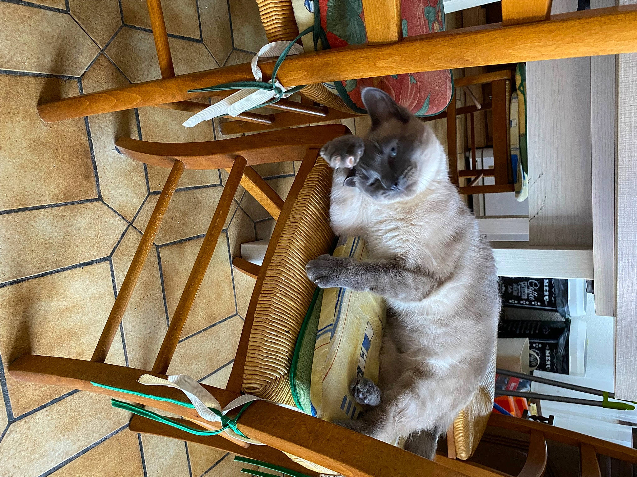 Popy participe au concours pour gagner de l'argent avec cette photo : balinese, basket, carnivore, cat, cat_supply, chair, comfort, domestic_short_haired_cat, fawn, felidae, fur, hardwood, pet_supply, small_to_medium_sized_cats, tail, thai, whiskers, wood