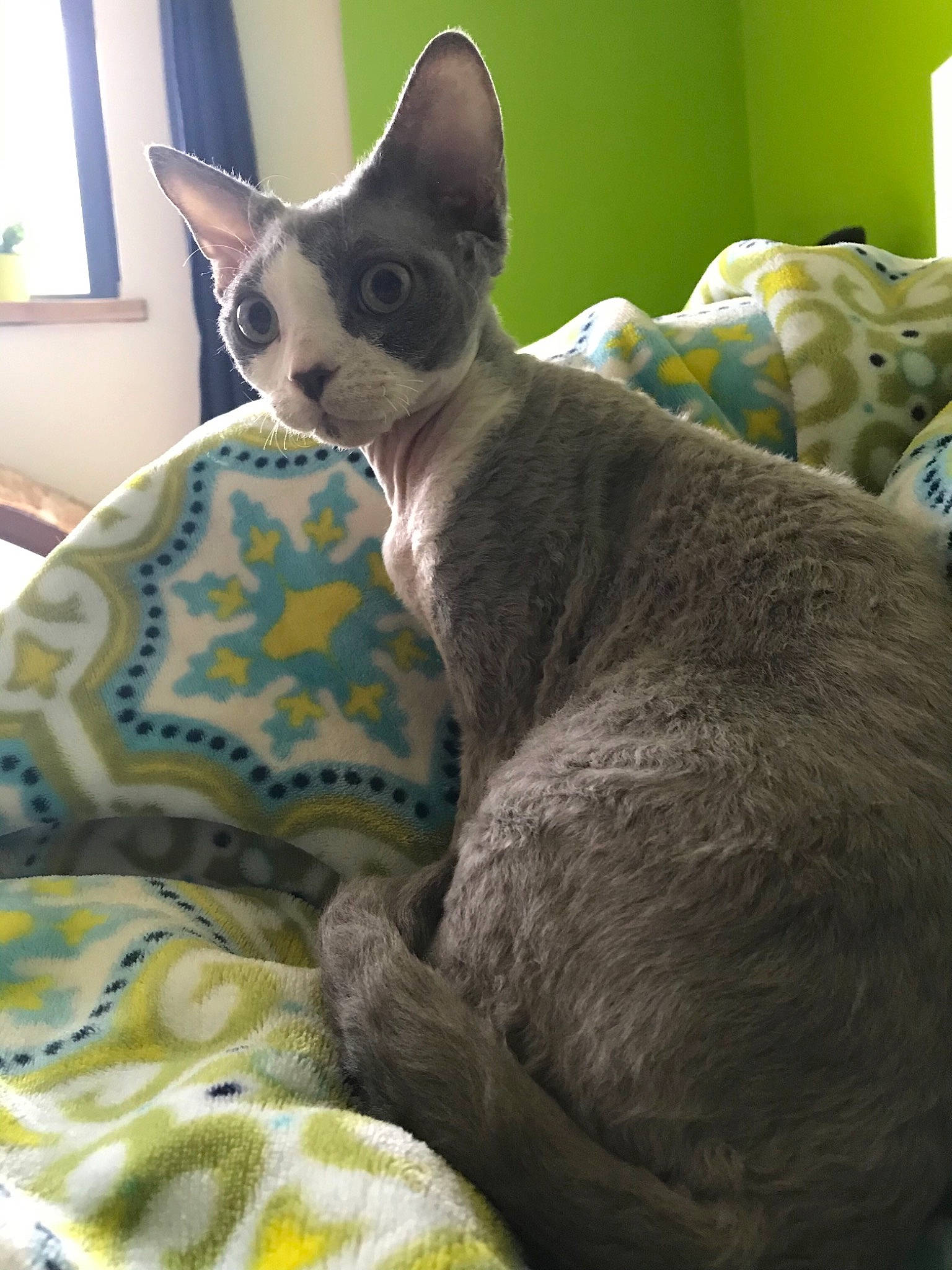 Raven a rejoint le concours — aidez-le/la à gagner de superbes lots ! carnivore, cat, cat_supply, claw, comfort, domestic_short_haired_cat, fawn, felidae, fur, grey, linens, mammal, small_to_medium_sized_cats, snout, tail, terrestrial_animal, vertebrate, whiskers, window