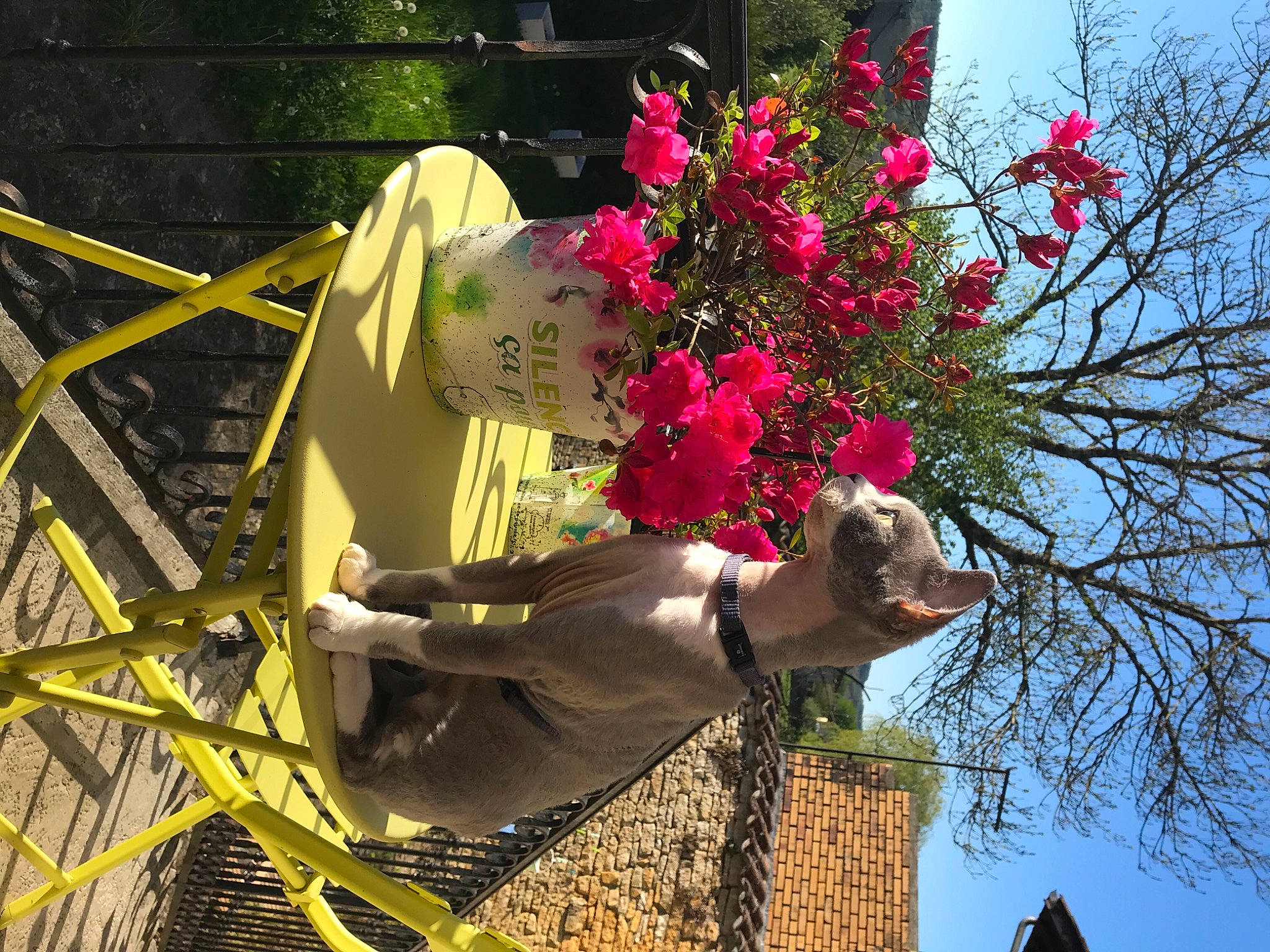 Raven participe au concours pour gagner de l'argent avec cette photo : annual_plant, cut_flowers, floral_design, floristry, flower, flower_arranging, flowering_plant, leisure, magenta, petal, plant, pole, sky, tree, trunk, twig, vegetation