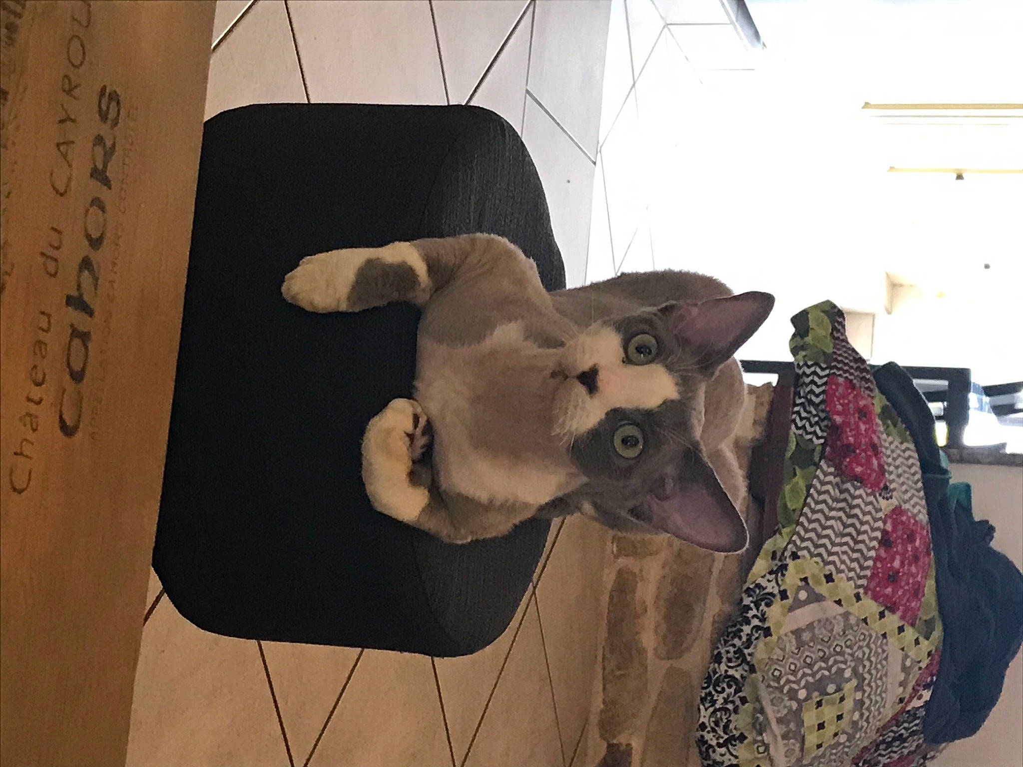 Raven participe au concours pour gagner de l'argent avec cette photo : art, bone, carmine, companion_dog, dog_breed, eyewear, fashion_accessory, fashion_design, fawn, flooring, fur, handwriting, linens, pattern, room, snout, visual_arts, whiskers, wood, working_animal