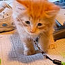 animal, background_cat, blanket, carpet, cat, close_up, cord, eyes, fluffy, fur, indoors, kitten, long_hair, orange_cat, pet, playful, portrait, sitting, toy, whiskers