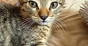 Shadow is registered to the contest to win money with this photo: animal, blanket, cat, closeup, cozy, cute, ears, eyes, face, feline, fur, indoor, kitten, paw, pet, resting, soft, tabby, whiskers, young