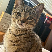 Shadow is registered to the contest to win money with this photo: animal, blinds, cat, close_up, cozy, curious, cute, domestic, ears, eyes, feline, fur, indoor, kitten, pet, portrait, soft_light, tabby, whiskers, young
