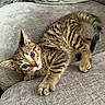 Shadow is registered to the contest to win money with this photo: adorable, animal, cat, couch, cozy, curious, cute, domestic, feline, fur, home, indoor, kitten, pet, playful, resting, stretching, tabby, whiskers, young