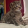 Shadow joined the competition — help win amazing prizes! animal, blanket, cat, cozy, curious, cute, ears, feline, fur, home, indoor, kitten, paws, pet, portrait, small, soft, striped, whiskers, young