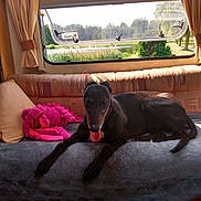 Sadie joined the competition — help win amazing prizes! dog, black_dog, couch, blanket, plush_toy, pink_toy, window, curtains, sunlight, indoor, camper, rv, nature, trees, pond, relaxing, pet, animal, cozy, leisure
