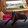 dog, black_dog, couch, blanket, plush_toy, pink_toy, window, curtains, sunlight, indoor, camper, rv, nature, trees, pond, relaxing, pet, animal, cozy, leisure