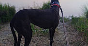 Sadie is registered to the contest to win money with this photo: animal, black_dog, calm, collar, dog, evening, grass, lake, landscape, leash, nature, outdoor, peaceful, pet, quiet, scenery, side_view, walking, water, wildlife