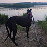 Sadie is registered to the contest to win money with this photo: dog, black_dog, leash, collar, lake, water, grass, outdoor, nature, evening, animal, pet, quiet, scenery, landscape, wildlife, walking, side_view, calm, peaceful
