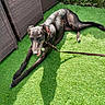 Sadie joined the competition — help win amazing prizes! dog, black_dog, leash, grass, artificial_grass, outdoor, sunlight, wicker_furniture, relaxed, pet, canine, collar, greenery, garden, summer, shade, nature, animal, resting, happy