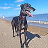 animal, beach, black_dog, canine, collar, daytime, dog, happy, nature, outdoor, pet, sand, sea, shore, sky, summer, sunny, tongue, water, waves
