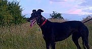 Sadie joined the competition — help win amazing prizes! dog, black_dog, collar, grass, field, twilight, sky, clouds, nature, outdoor, animal, pet, canine, leash, tongue_out, standing, evening, scenic, greenery, landscape