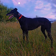 Sadie is registered to the contest to win money with this photo: animal, black_dog, canine, collar, dog, evening, field, grass, happy, landscape, leash, moon, nature, outdoor, pet, sky, standing, sunset_colors, tongue_out, twilight