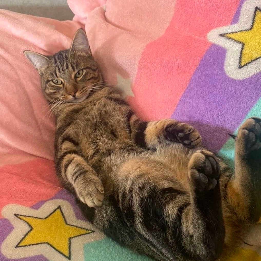 Milo joined the competition — help win amazing prizes! animal, blanket, cat, colorful, comfort, cozy, cute, ears, feline, fur, indoor, lying_down, paws, pet, relaxed, resting, soft_texture, star_pattern, tabby, whiskers