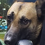 Nala joined the competition — help win amazing prizes! dog, close_up, car, headrest, animal, pet, outdoor, portrait, brown, black, face, ears, fur, nostrils, eyes, calm, resting, vehicle, nature, night