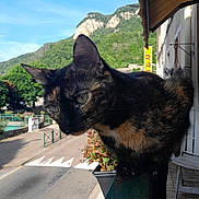 Zen a rejoint le concours — aidez-le/la à gagner de superbes lots ! animal, balcony, building, cat, curious, daylight, green, mountain, nature, outdoor, pet, plant, quiet, railing, sidewalk, sky, street, tortoiseshell_cat, town, urban