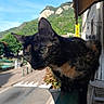 animal, balcony, building, cat, curious, daylight, green, mountain, nature, outdoor, pet, plant, quiet, railing, sidewalk, sky, street, tortoiseshell_cat, town, urban