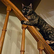 Zen a rejoint le concours — aidez-le/la à gagner de superbes lots ! cat, tortoiseshell_cat, stairs, wood, railing, indoor, pet, animal, climbing, curious, feline, fur, whiskers, ears, shadow, wall, home, alert, claw, baluster