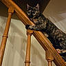 cat, tortoiseshell_cat, stairs, wood, railing, indoor, pet, animal, climbing, curious, feline, fur, whiskers, ears, shadow, wall, home, alert, claw, baluster