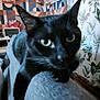 black_cat, cat, pet, indoor, couch, furniture, close_up, animal, ears, whiskers, eyes, gray_couch, patterned_wall, curtains, home_interior, relaxing, feline, soft_focus, domestic_animal, resting