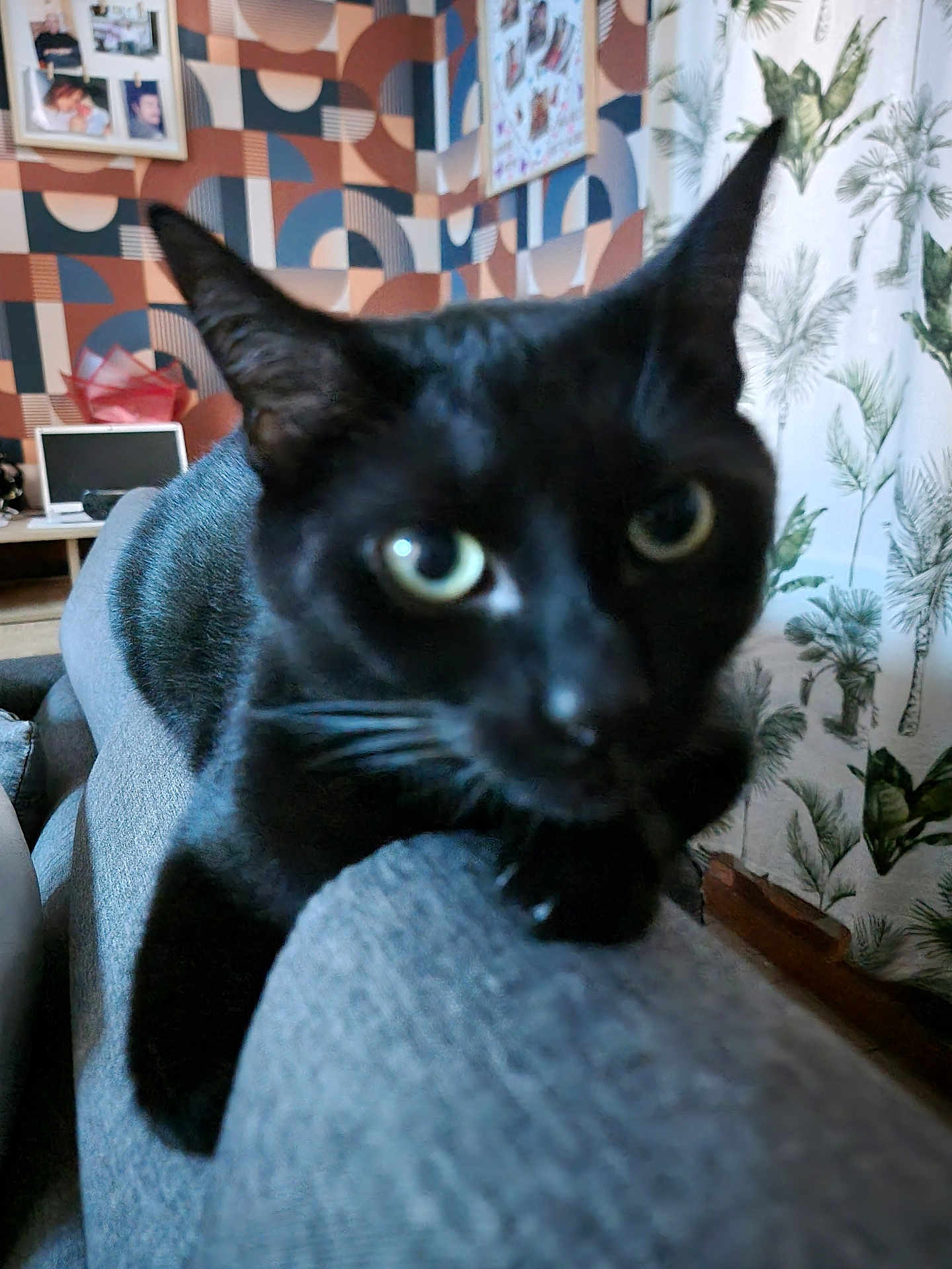 Cooki participe au concours pour gagner de l'argent avec cette photo : black_cat, cat, pet, indoor, couch, furniture, close_up, animal, ears, whiskers, eyes, gray_couch, patterned_wall, curtains, home_interior, relaxing, feline, soft_focus, domestic_animal, resting